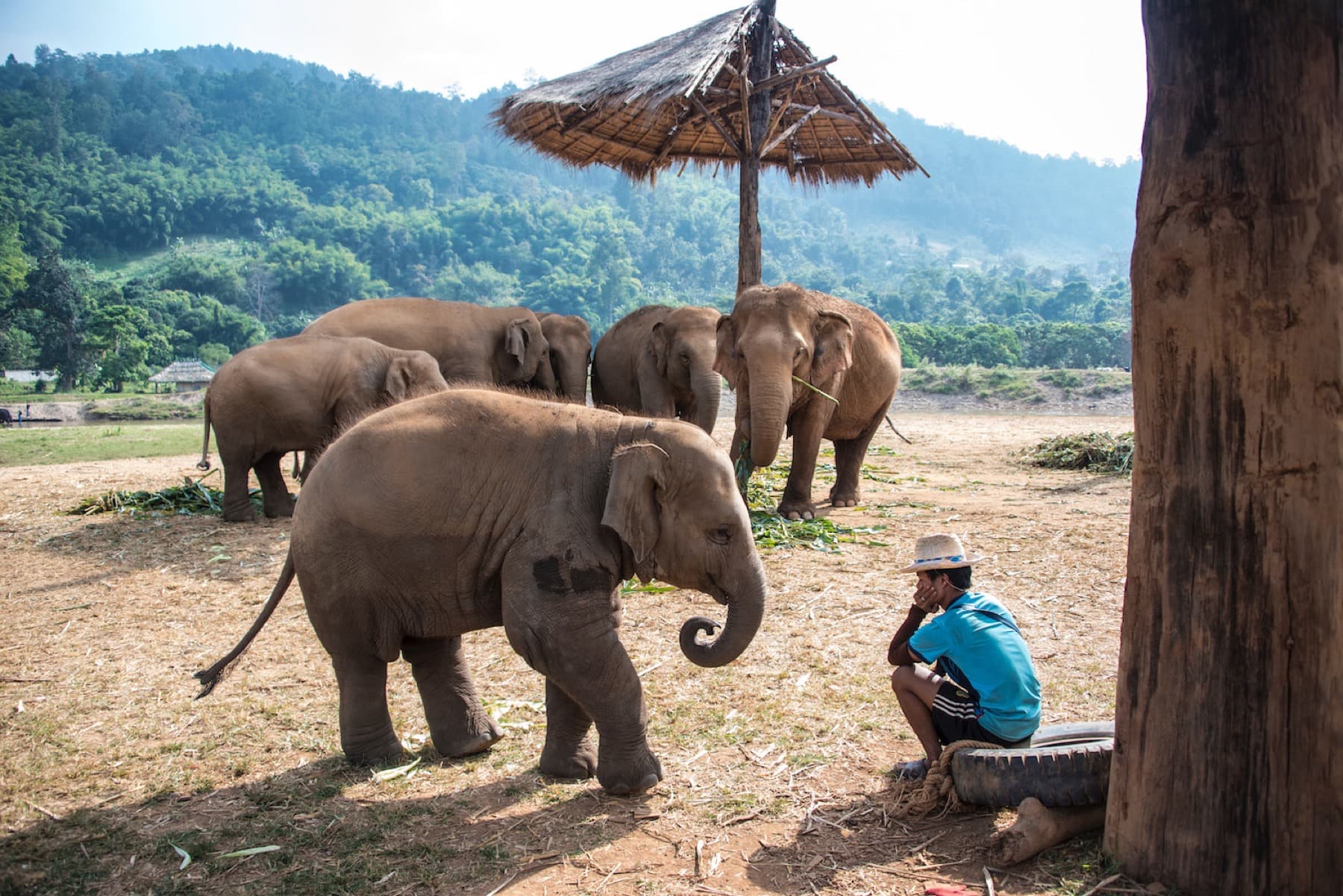 Elephant Sanctuary Half-Day Tour tour photo 2