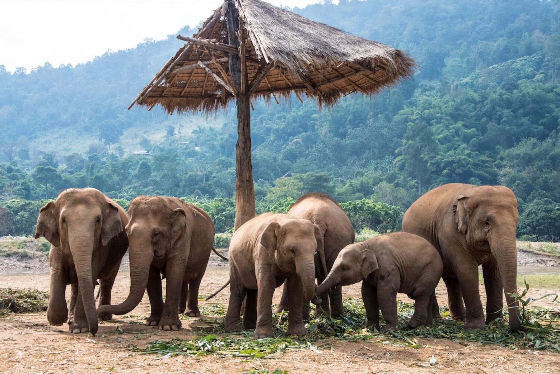 Elephant Sanctuary Half-Day Tour tour photo 3