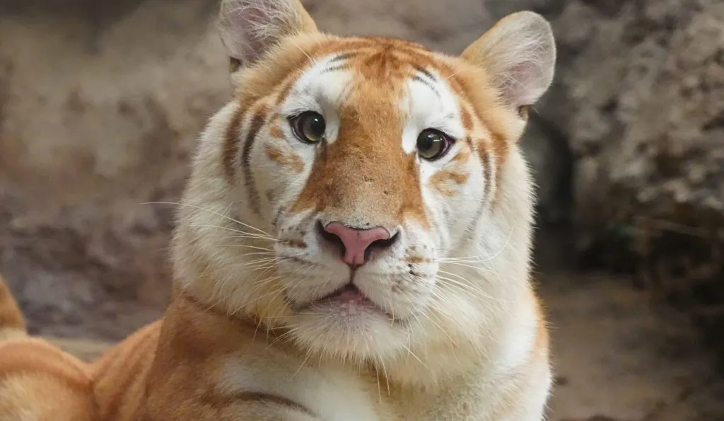 Chiang Mai Night Safari tour photo 4