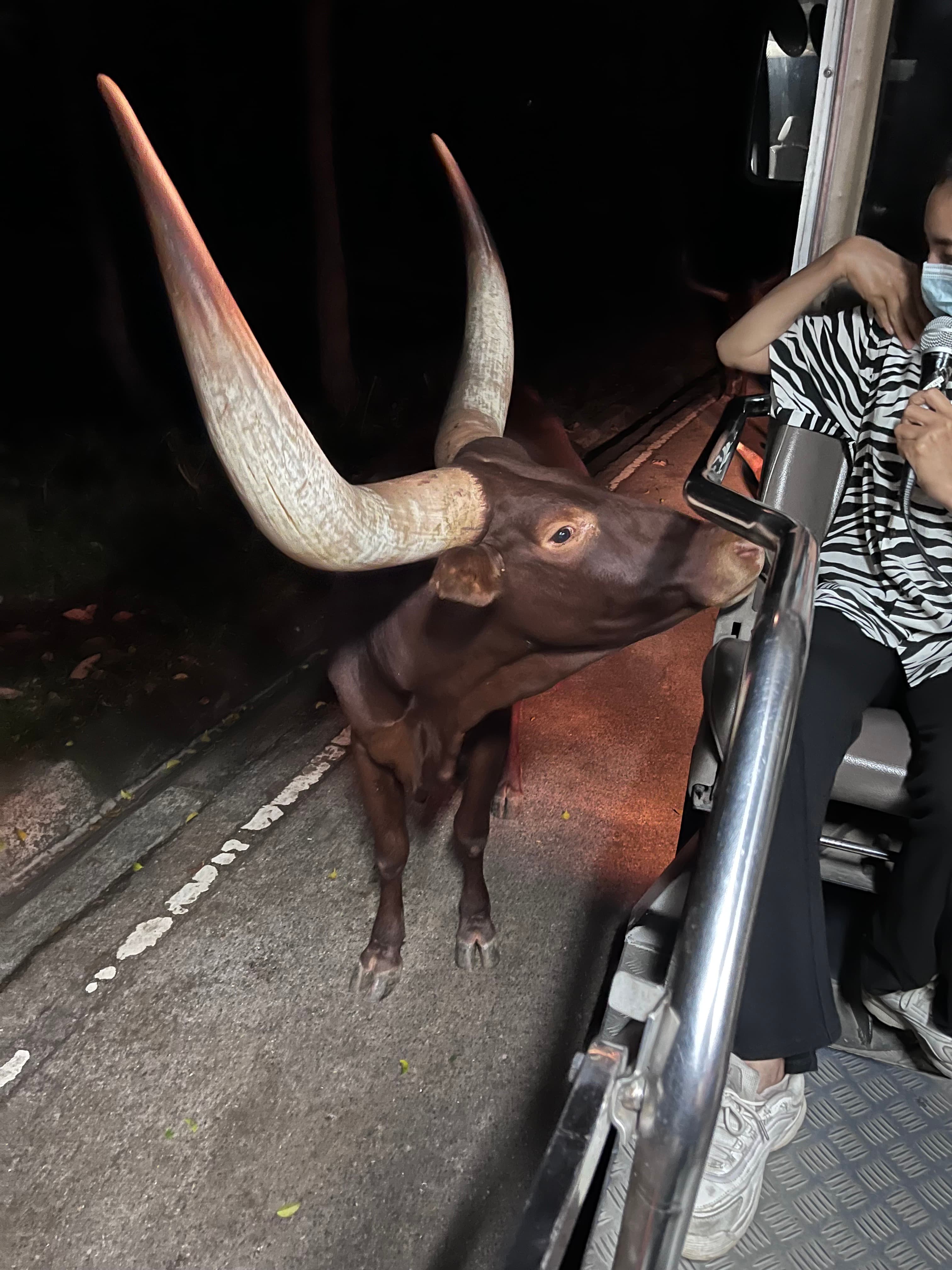 Chiang Mai Night Safari tour photo 9