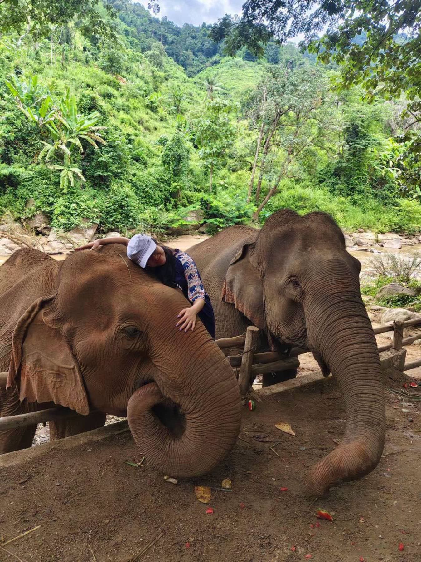 Elephant Sanctuary, Rafting & Sticky Waterfall tour photo 3
